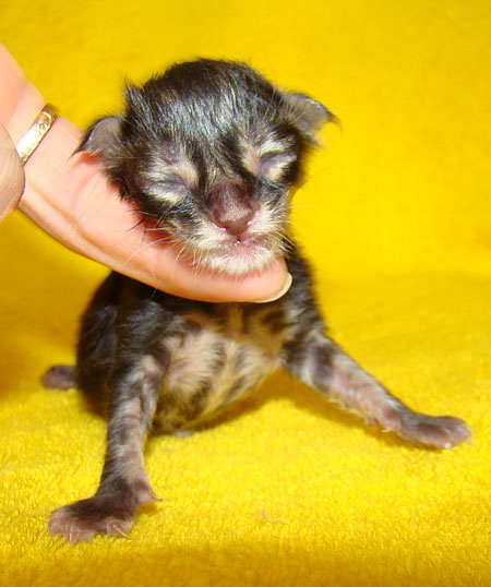     Catsvill County!   !    !       !!!    Catsvill County +7-926-544-74-09     .   ,   ,   ,    ,   ,  ,     ,   -,    ,   !